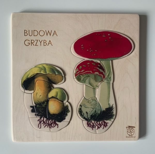 Budowa grzyba.
