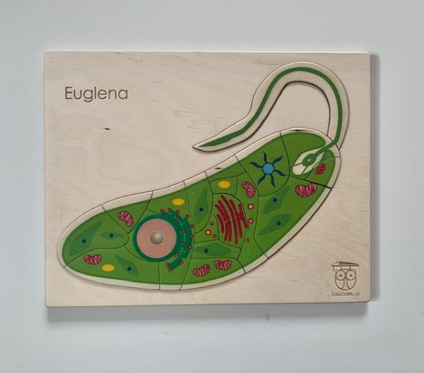 Euglena. Budowa i jej funkcje.