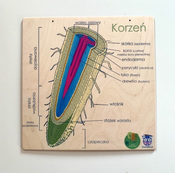 budowa korzenia
