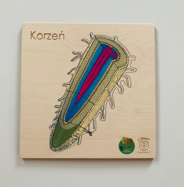 budowa korzenia