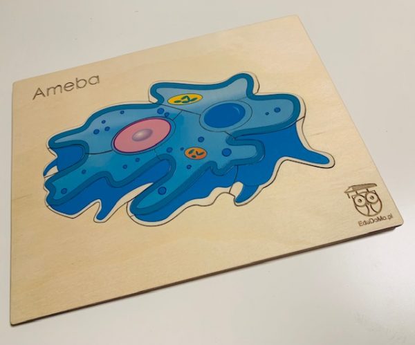 Ameba