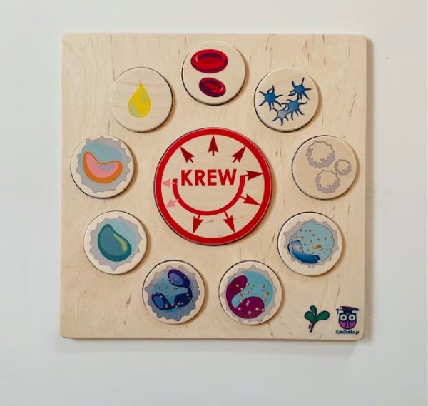 Krew. Składniki krwi