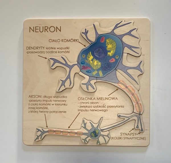 komórka nerwowa. Neuron.