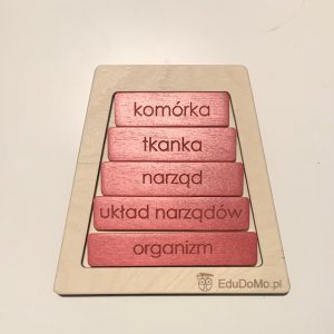 poziomy organizacji budowy człowieka