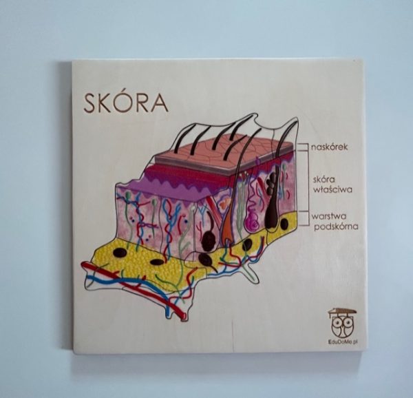 budowa skóry EduDoMo