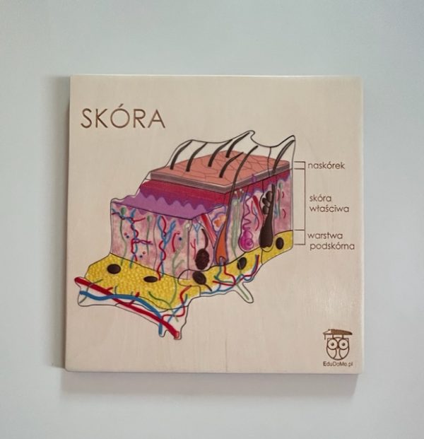 budowa skóry EduDoMo